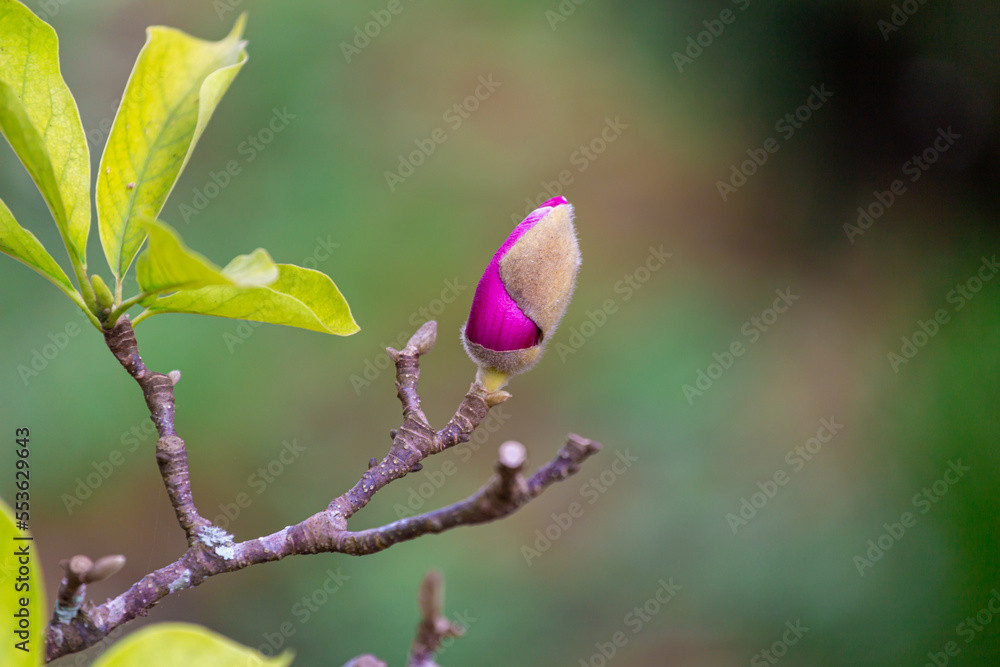 ฺBeautiful pink rose Blooming in a garden with many kinds of flowers ฺBeautiful pink rose Blooming in a garden with many kinds of flowers