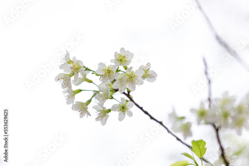 Sakura blossom beautiful flowers at Doi Ang Khang, Chiang Mai Thailand Province, Sakura in Thailand