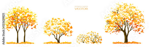 Vector watercolor blooming flower tree or forest side view isolated on white background for landscape and architecture drawing,elements for environment and garden,botanical for section in autumn 