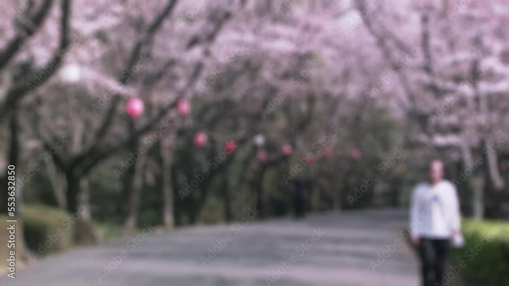 桜並木 行き交う人々と桜吹雪 桜並木 行き交う人々と桜吹雪