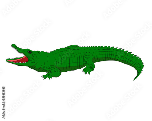 American Alligator png image