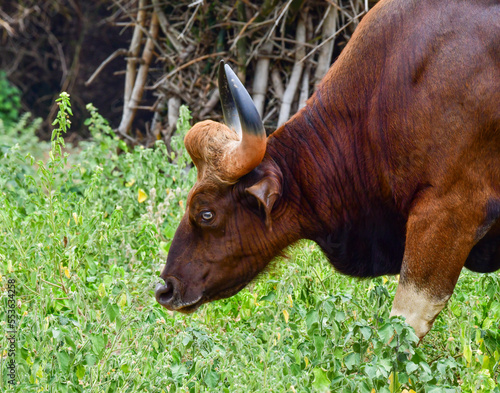 Bison in the grass