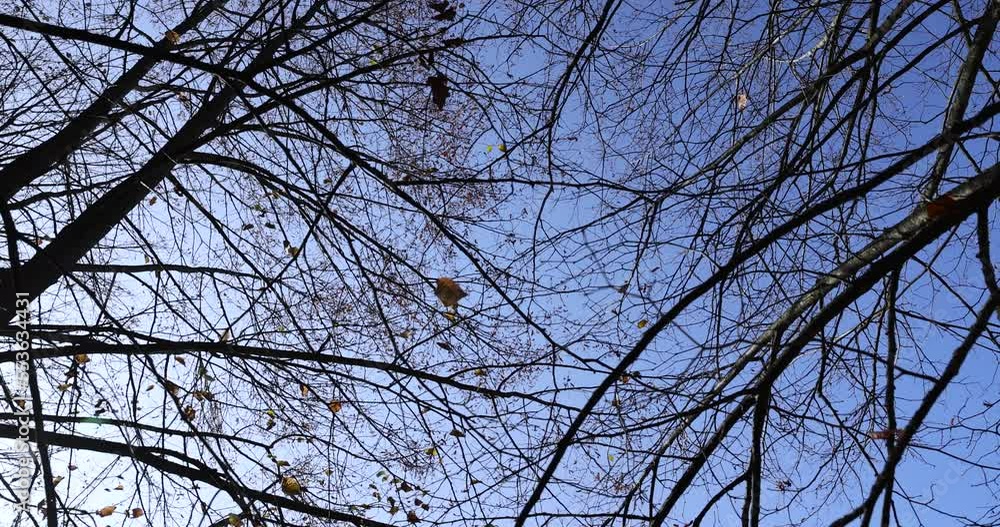 Trees in the autumn season during leaf fall, various deciduous trees in sunny autumn weather Trees in the autumn season during leaf fall, various deciduous trees in sunny autumn weather