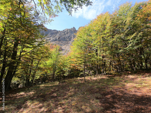 Colorful autumn mountain forest on the way to the top of Piltriquitron hill near the Argentine town of El Bolson photo