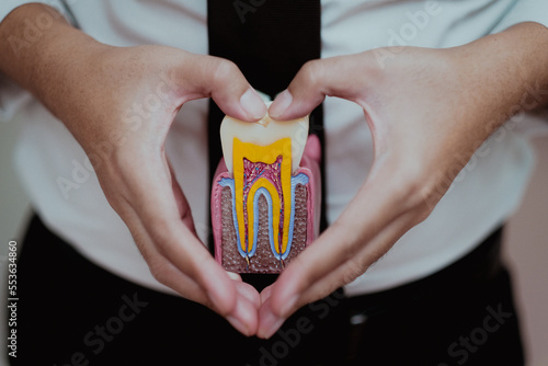 person holding tooth model photo