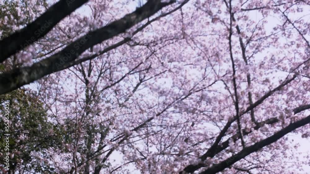 桜並木 見上げると満開の桜 桜並木 見上げると満開の桜
