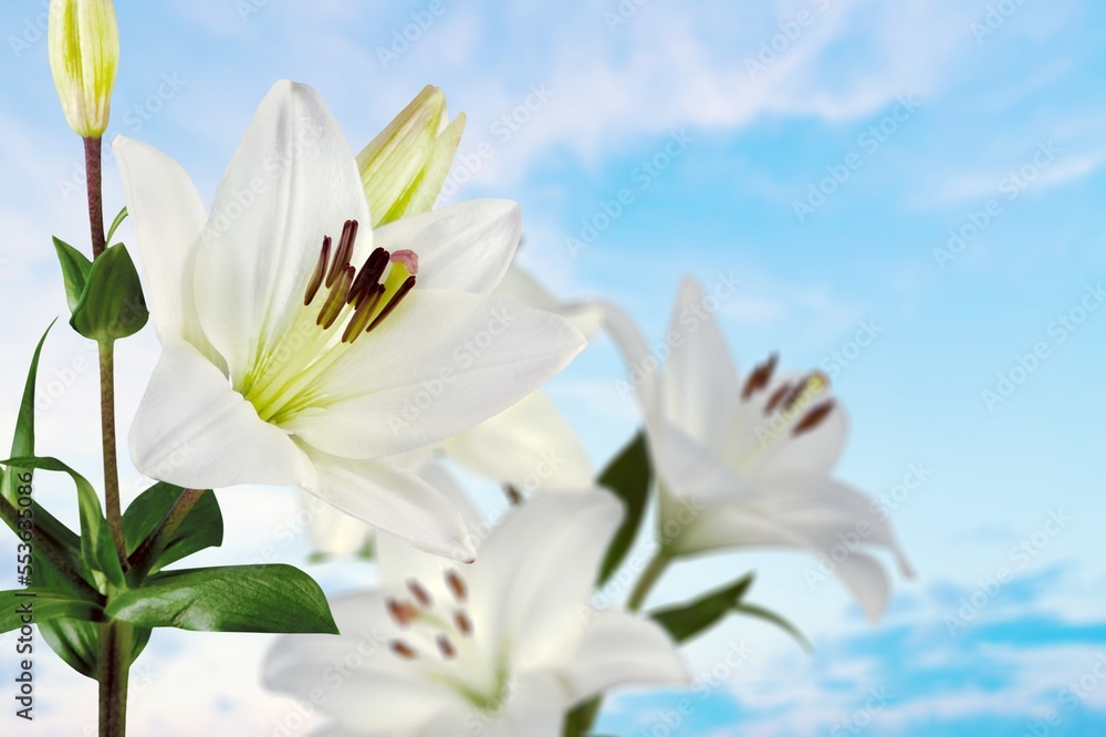White beautiful fresh Lily flower
