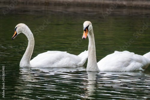 Two graceful white swans swim in the dark water.