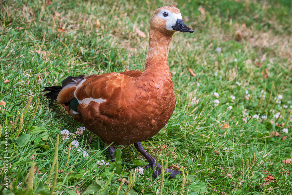The ruddy shelduck walks across the green lawn.