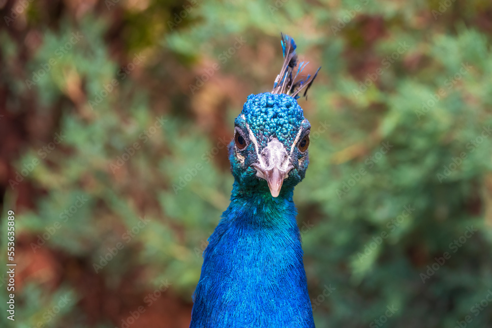 Naklejka premium Peacock, Pavo cristatus, beautifully colored male portrait