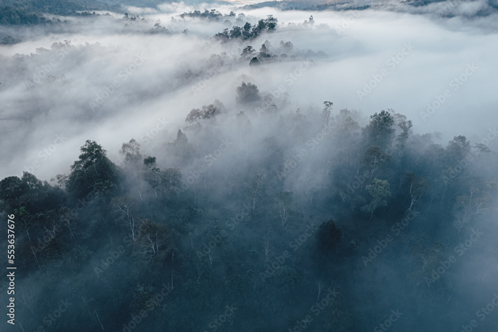 Obraz premium Mist and trees in the forest early morning,Forest fog