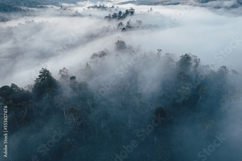 Mist and trees in the forest early morning,Forest fog © artrachen