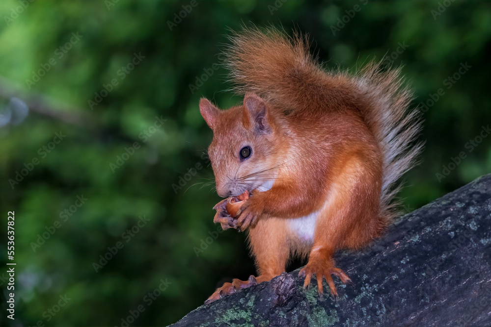 Young Squirrel sits on tree in summer. Eurasian red squirrel, Sciurus vulgaris. Young Squirrel sits on tree in summer. Eurasian red squirrel, Sciurus vulgaris.