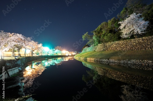堀の桜