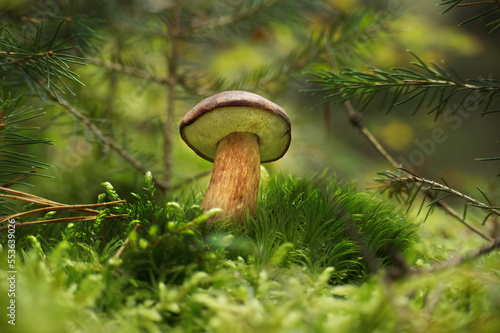 Mushroom growing on lush green moss in a forest