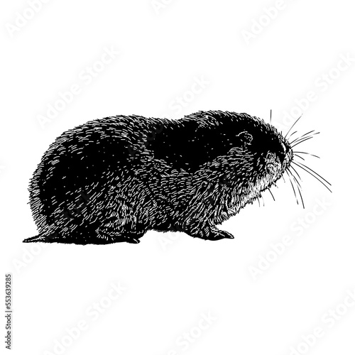 Lemming hand drawing vector illustration isolated on background.