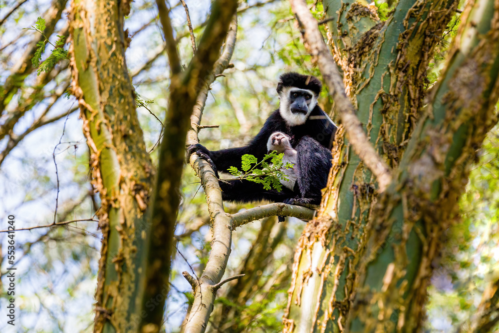 Obraz premium Black Colobus Monkey