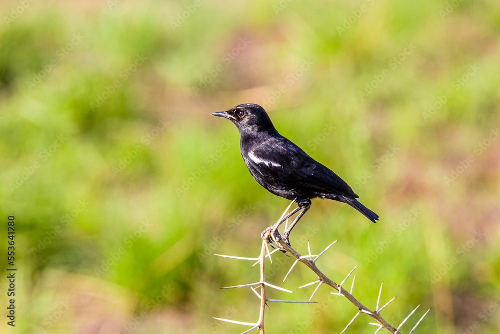 Obraz premium Arnot's Chat