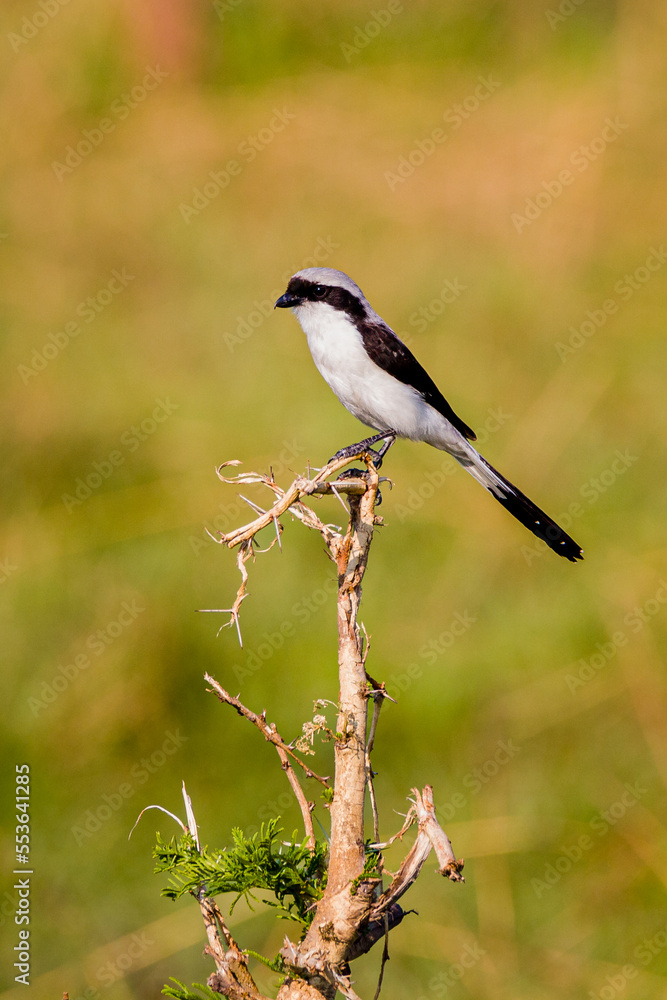 Grey Backed Fiscal Grey Backed Fiscal