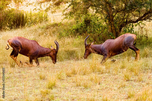 fighting antelopes photo