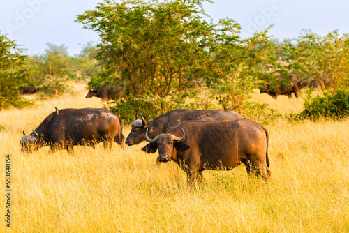 African Buffalo