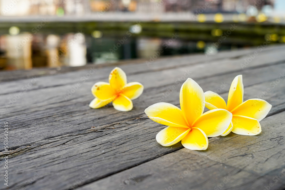 Touch nature in a relaxed and peaceful way with plumeria or frangipani flowers decorated on a wooden plank in zen style for a spa meditation setting Touch nature in a relaxed and peaceful way with plumeria or frangipani flowers decorated on a wooden plank in zen style for a spa meditation setting