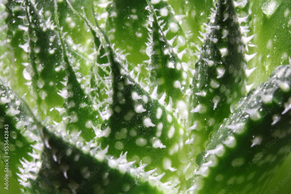 Ein Nahaufnahme Kaktus mit funkelnden Wassertropfen. Die Tropfen reflektieren das Licht und verleihen der Szene eine frische, lebendige Atmosphäre. Perfekt für Naturliebhaber! Ein Nahaufnahme Kaktus mit funkelnden Wassertropfen. Die Tropfen reflektieren das Licht und verleihen der Szene eine frische, lebendige Atmosphäre. Perfekt für Naturliebhaber!