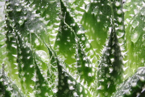 Ein Nahaufnahme Kaktus mit funkelnden Wassertropfen. Die Tropfen reflektieren das Licht und verleihen der Szene eine frische, lebendige Atmosphäre. Perfekt für Naturliebhaber! photo