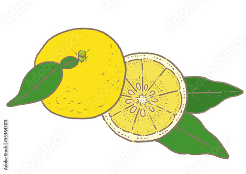 輪切りのゆずのイラスト素材
