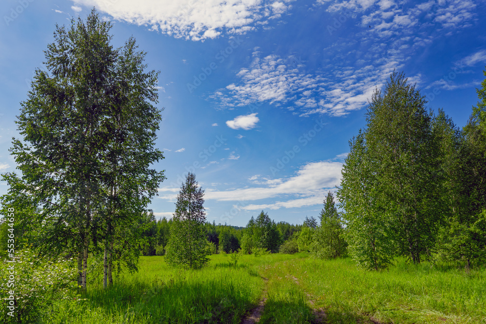 Summer landscape green meadow and forest in the background against the backdrop of a beautiful blue sky and white clouds. Summer landscape green meadow and forest in the background against the backdrop of a beautiful blue sky and white clouds.