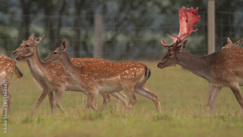 Domesticated Fauna, a Herd of Fallow Deer Roam and Graze in Park, Scandinavia Domesticated Fauna, a Herd of Fallow Deer Roam and Graze in Park, Scandinavia