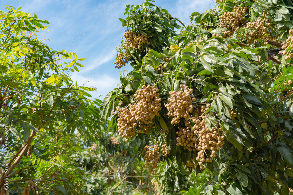 Longan tree is tropical fruits in Thailand. Organic longan orchard garden. Longan tree is tropical fruits in Thailand. Organic longan orchard garden.