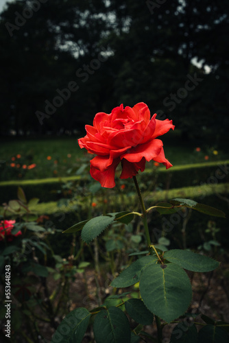 公園に咲く赤いバラ