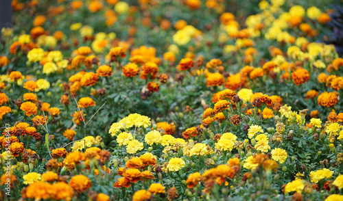 field of yellow flowers © aozora