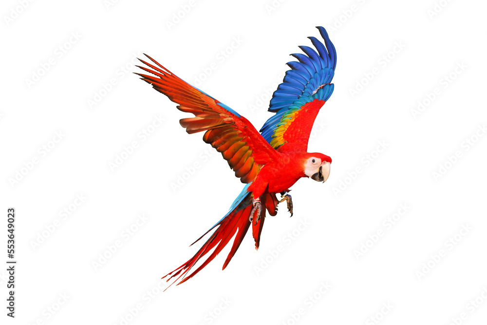 Fototapeta premium Colorful flying parrot isolated on transparent background.