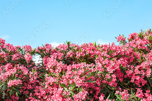 Beautiful pink flowers against blue sky