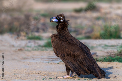closeup of vulture, beautiful  bird endangered birds of Pakistan, The cinereous vulture is a large raptor in the family Accipitridae and distributed through much of temperate Eurasia