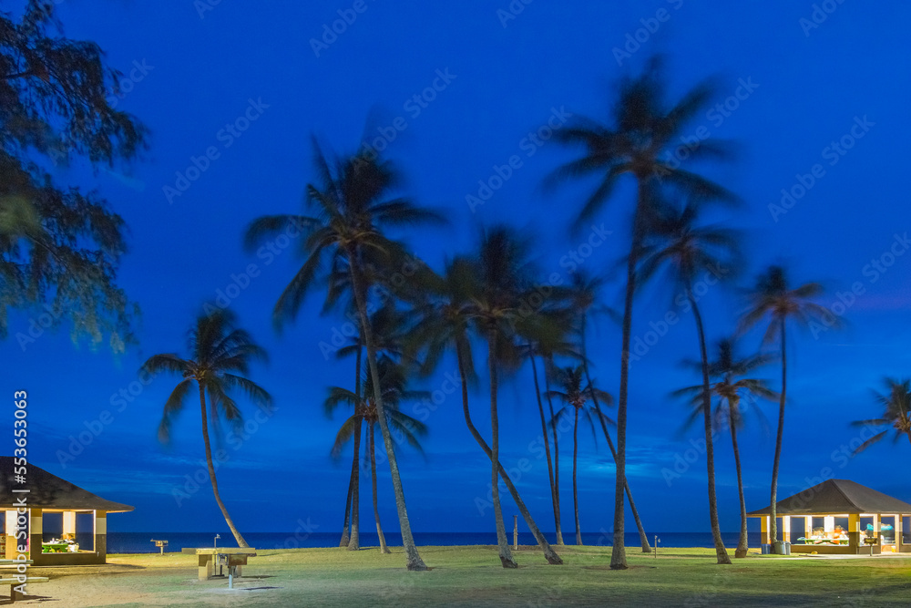 Obraz premium beach with trees