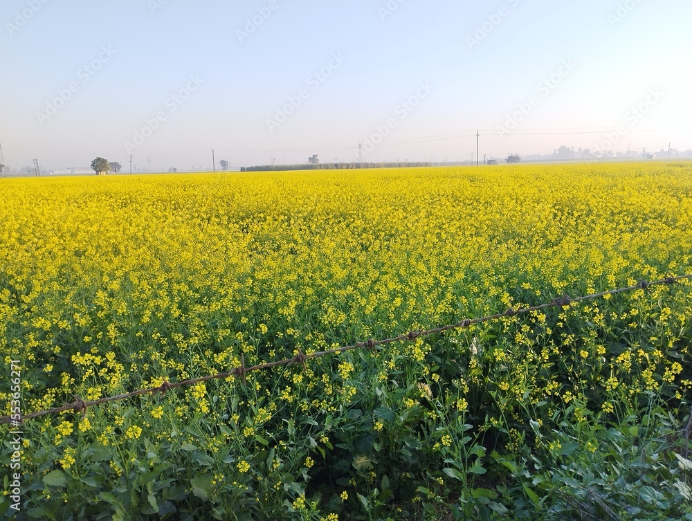 Fototapeta premium rapeseed field in spring