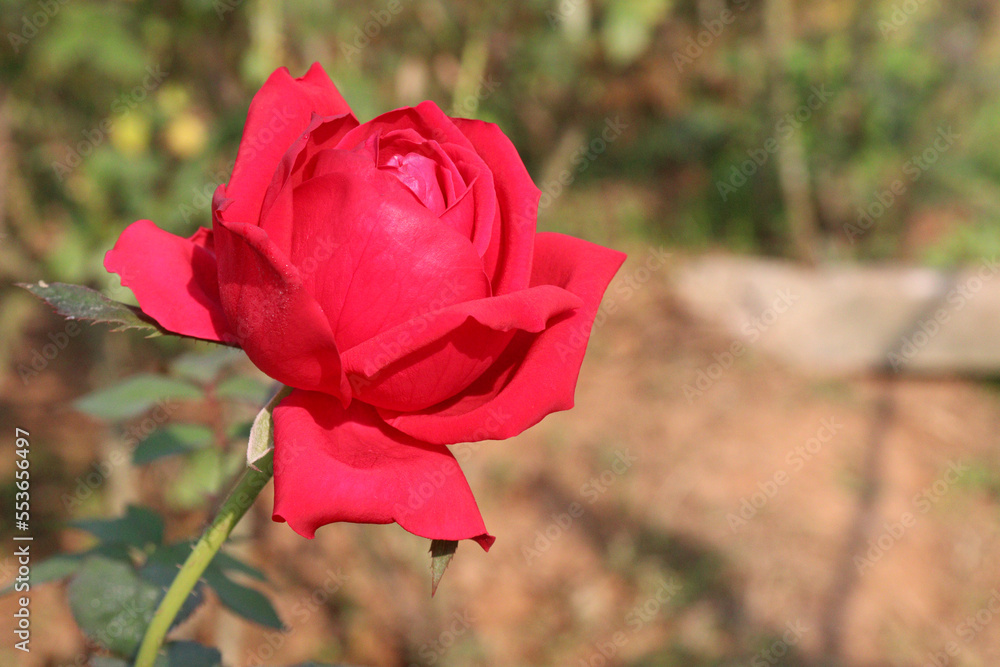 red rose on tree in firm