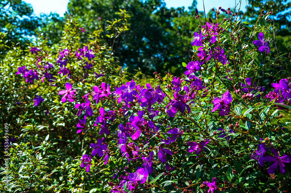 Obraz premium Tibouchina semidecandra in the park.