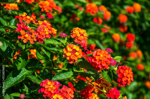 Lantana camara in the garden.