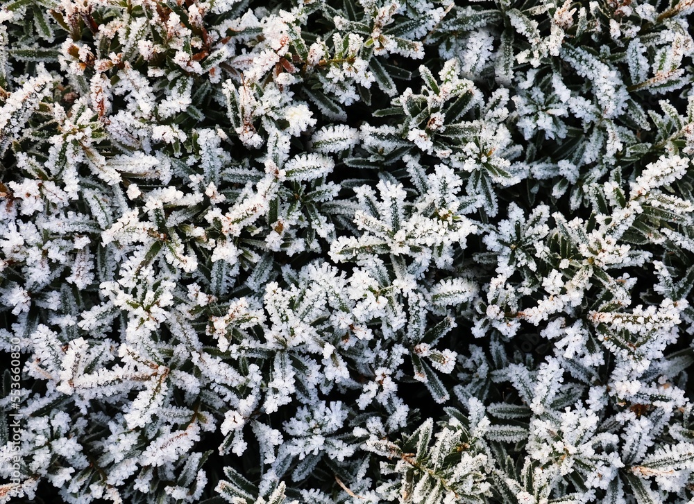 Ice cover on Taxus baccata plant. Frozen yew plant. Top view. Background. Ice cover on Taxus baccata plant. Frozen yew plant. Top view. Background.