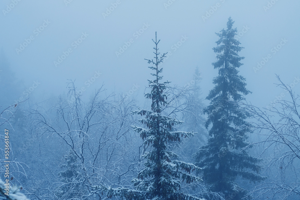 Obraz premium Silhouette of fir tree tops in fog