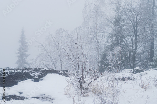 Silhouette of fir tree tops in fog