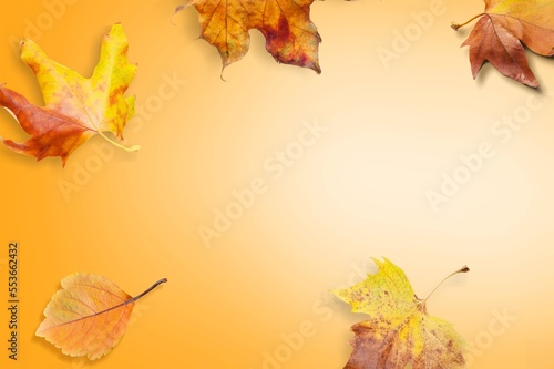 Autumn composition of dry fall leaves.