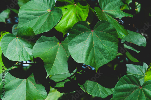 Thespesia populnea, Large heart shaped leaves.on natural pattern background, Scientific name Thespesia populnea, Indian Tulip Tree, Pacific Rosewood, Seaside Mahoe.