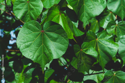 Thespesia populnea, Large heart shaped leaves.on natural pattern background, Scientific name Thespesia populnea, Indian Tulip Tree, Pacific Rosewood, Seaside Mahoe. photo