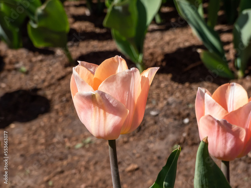 Tulip 'Apricot beauty' blooming with cup-shaped flowers in a delicate salmon-pink with orange margins, fading to soft, sunset tones and a pale green star at its base in garden #553663077