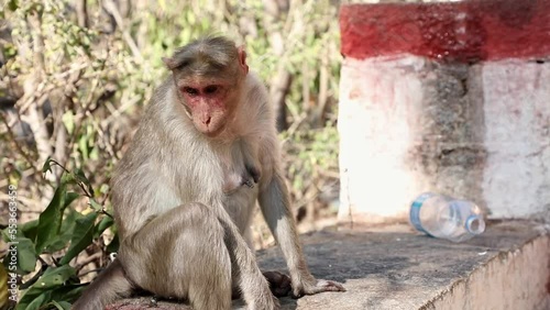 A closeup of macaque monkey sitting on roadside of the temple photo